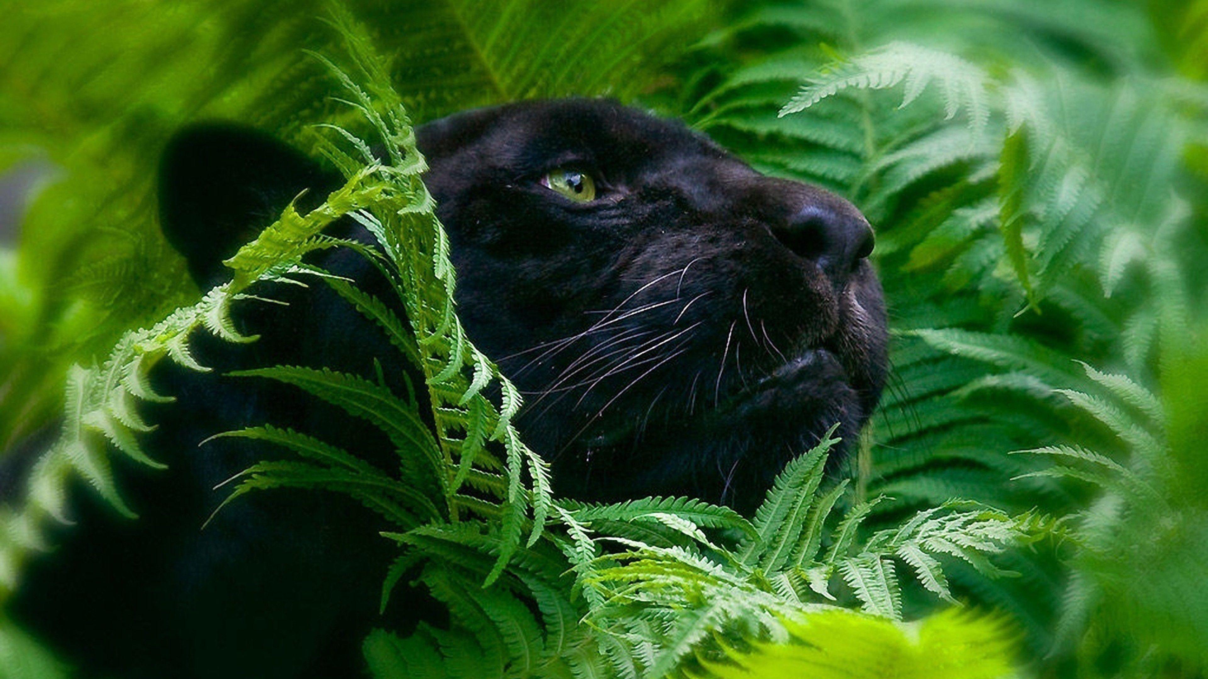 Cool Ultra HD Wallpapers Top Free Cool Ultra HD Backgrounds