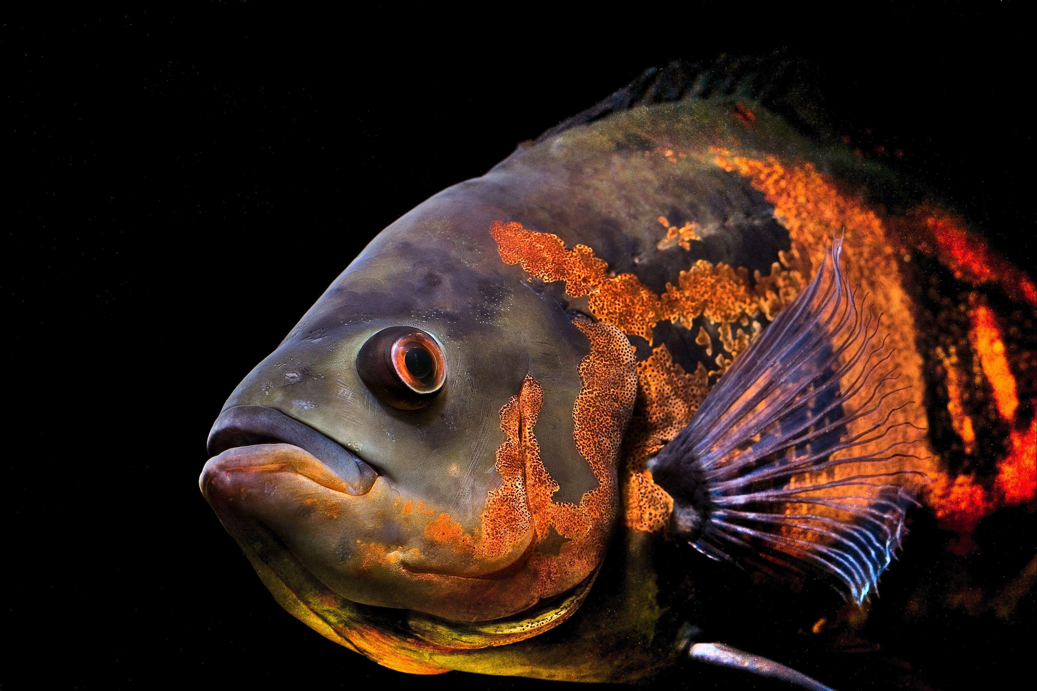 3457x2304 Astronotus