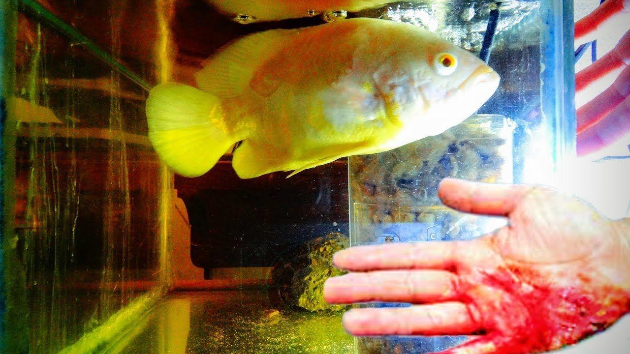1280x720 My Oscar fish attack my hand when i'm playing with it in aquarium. Oscar fish, Tank wallpaper, Fish