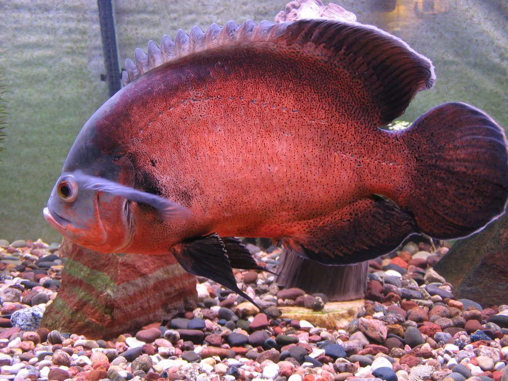 1024x768 Red black Oscar Fish wallpaperx768