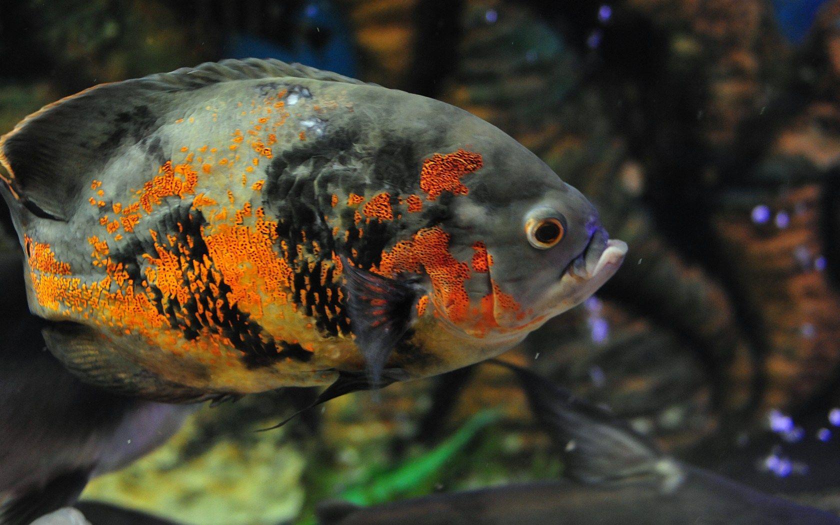 1680x1050 Fish Wallpaper:1680x1050