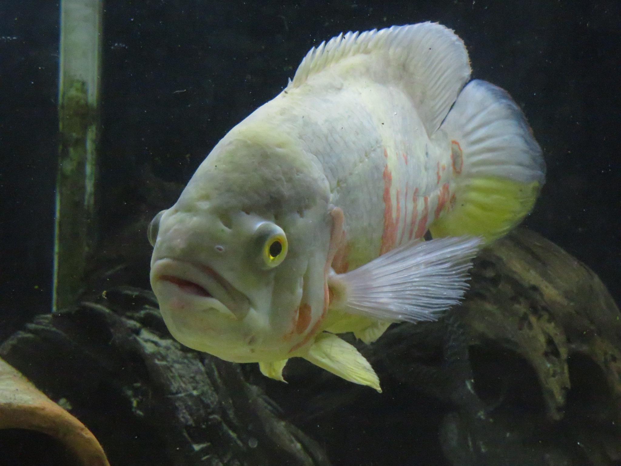 2048x1536 My Albino tiger oscar