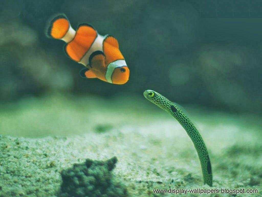 1024x768 Fish Desktop Background. Beautiful Widescreen Desktop Wallpaper, Desktop Wallpaper and Naruto Desktop Background