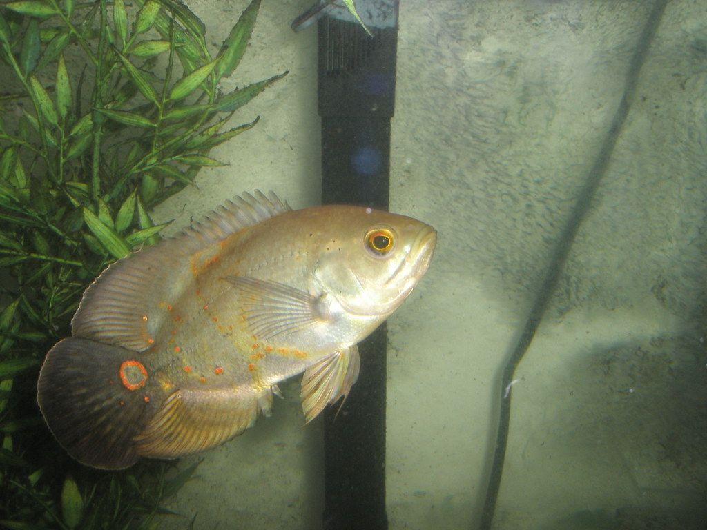 1024x768 Oscar fish
