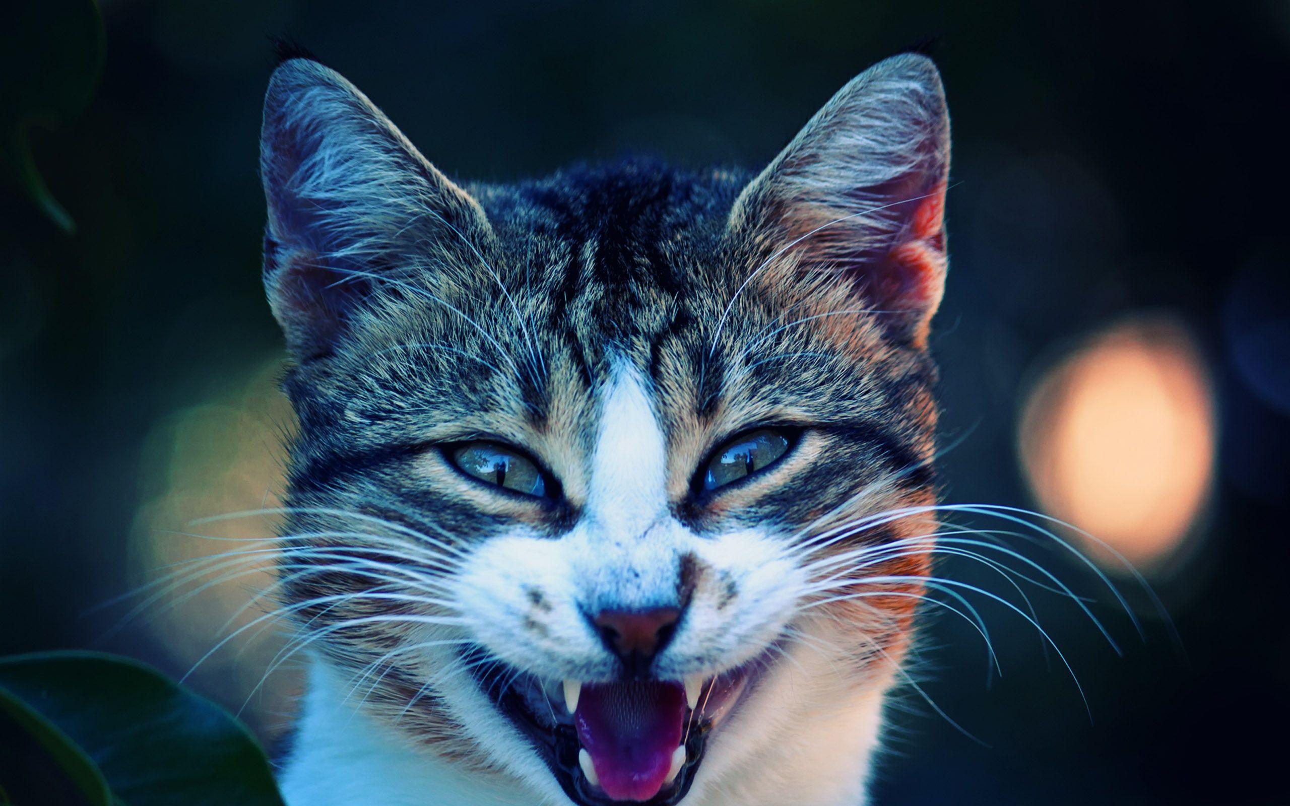 2560x1600 Nice Animals Desktop Background: HD Mac 4K Ultra HD. .Ssoflx