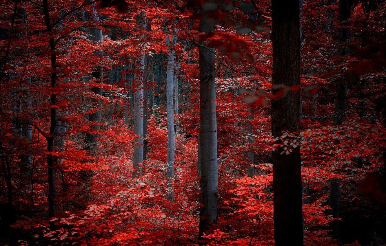 1332x850 Wallpaper autumn, forest, leaves, trees, nature, red, Burgundy, crimson image for desktop, section природа