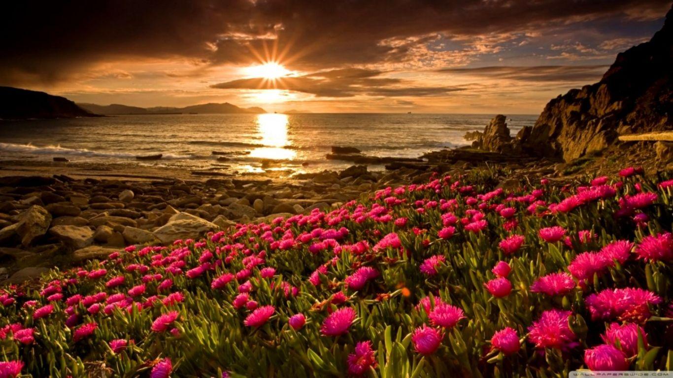 1366x768 Free download Beach Flowers 4k HD Desktop Wallpaper For 4k Ultra Flowers [1520x855] for your Desktop, Mobile & Tablet. Explore Flowers Image Desktop Background. Background Flowers Image, Flowers Wallpaper