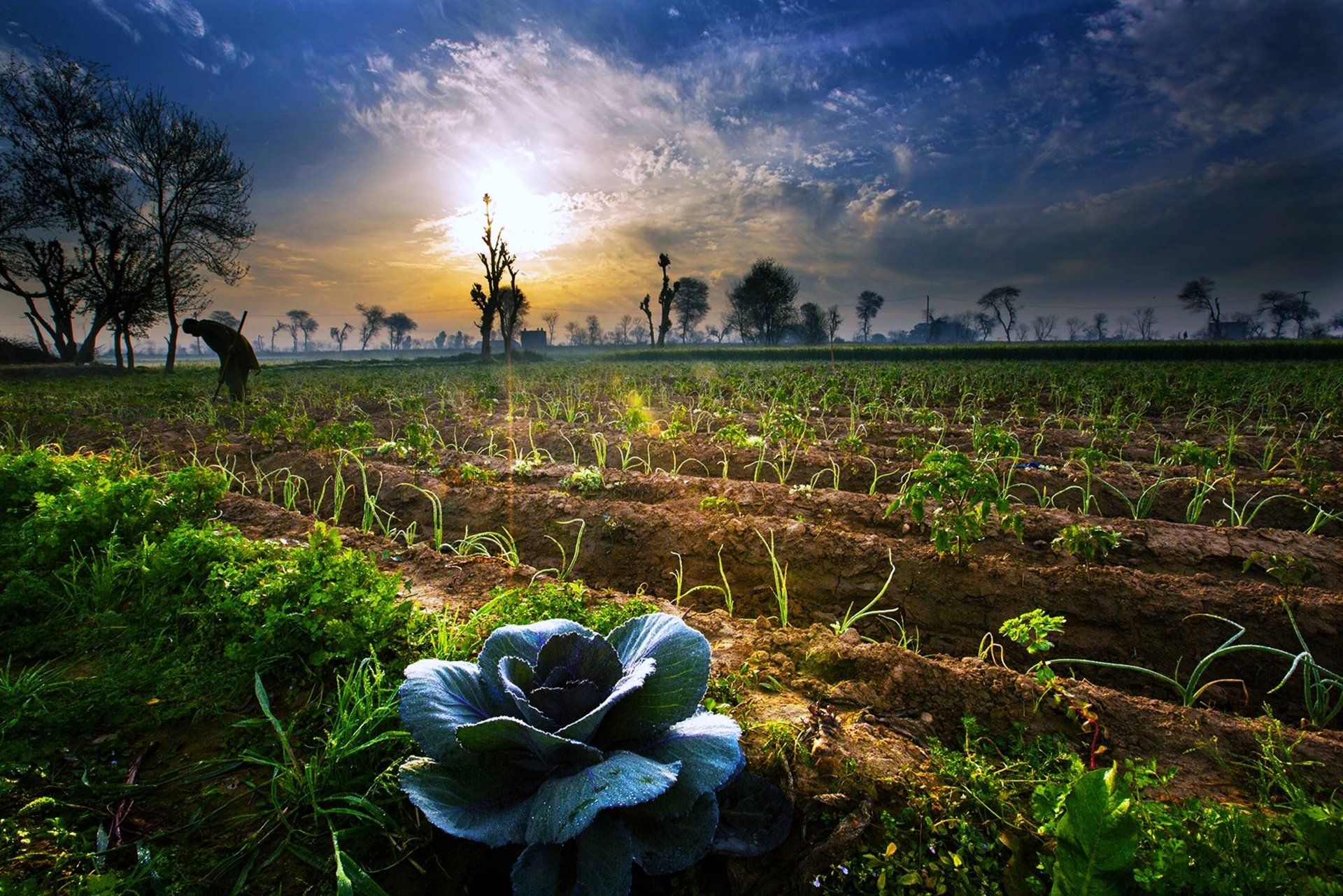 1920x1281 4K Ultra HD Sunrise Landscape: Nature's Beauty over Pakistan's Fieldsx2561
