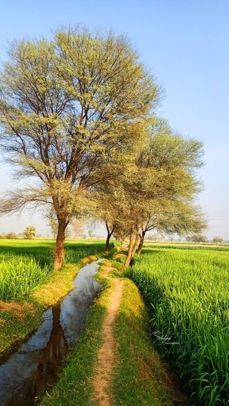 736x1305 Punjab Villages ideas. punjab village house, traditional mud house in pakistan, punjab village architecture