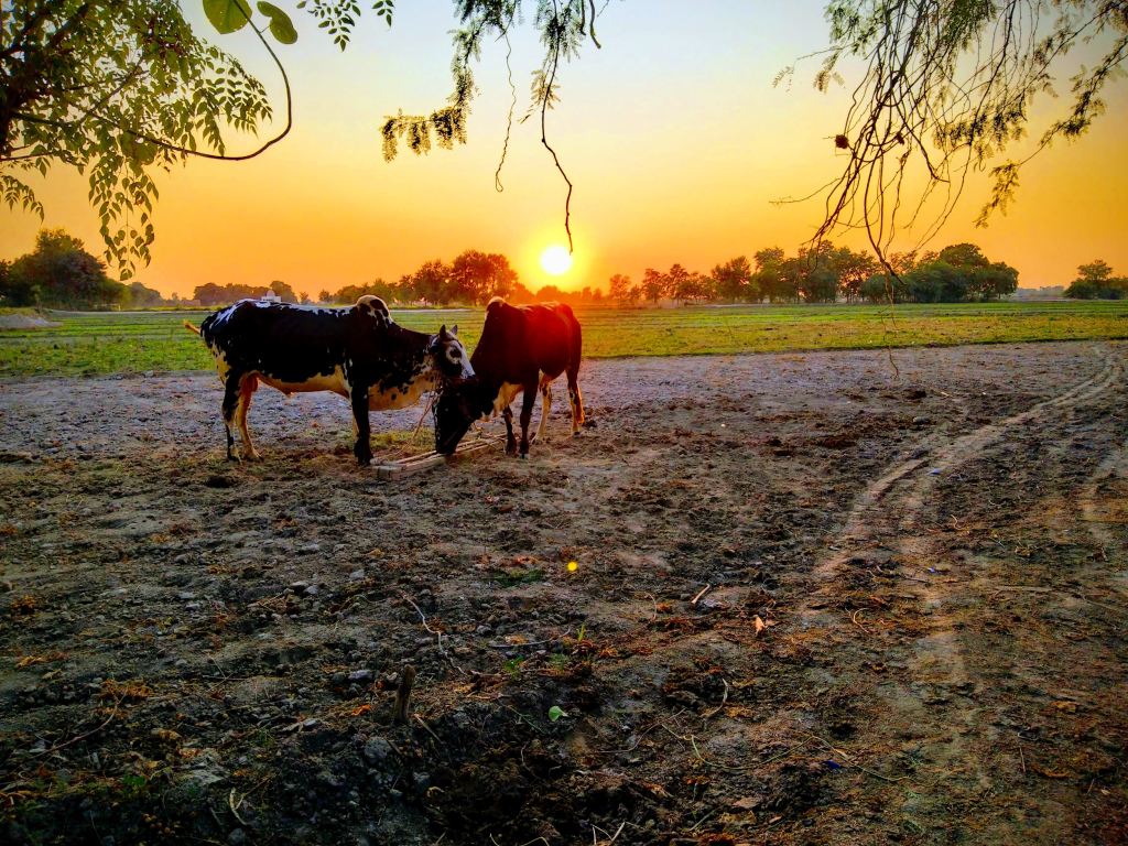 1024x768 IBI Awarded $000 to Propel Climate Resilience Biochar Project in Pakistan Biochar Initiative