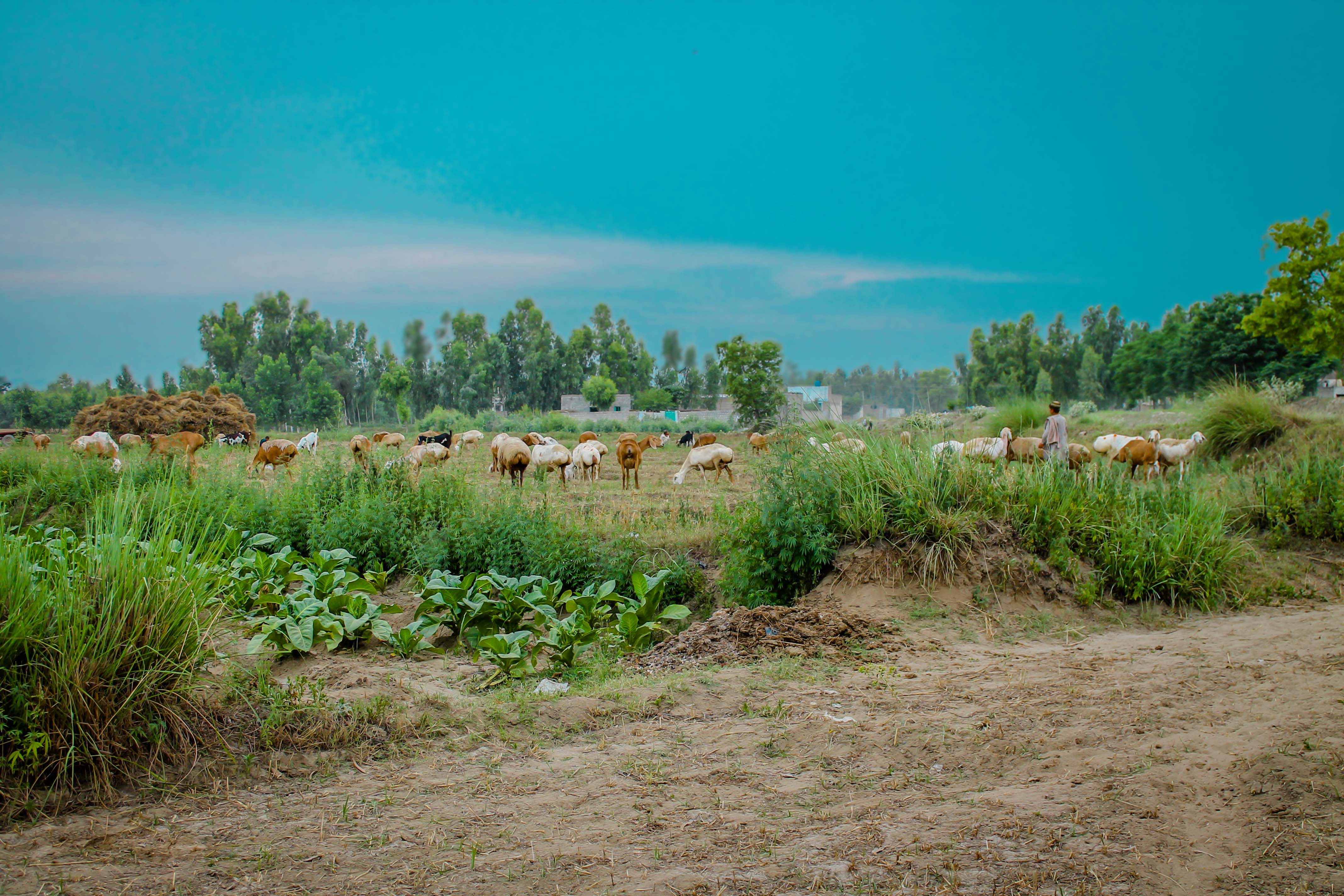 4272x2848 Jalbai Village Swabi