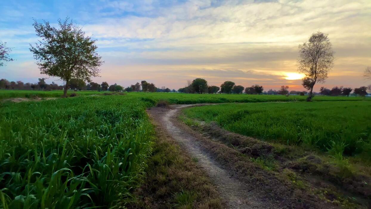 1244x700 Landscape wheat field in Pakistan at sunset mountains and forest