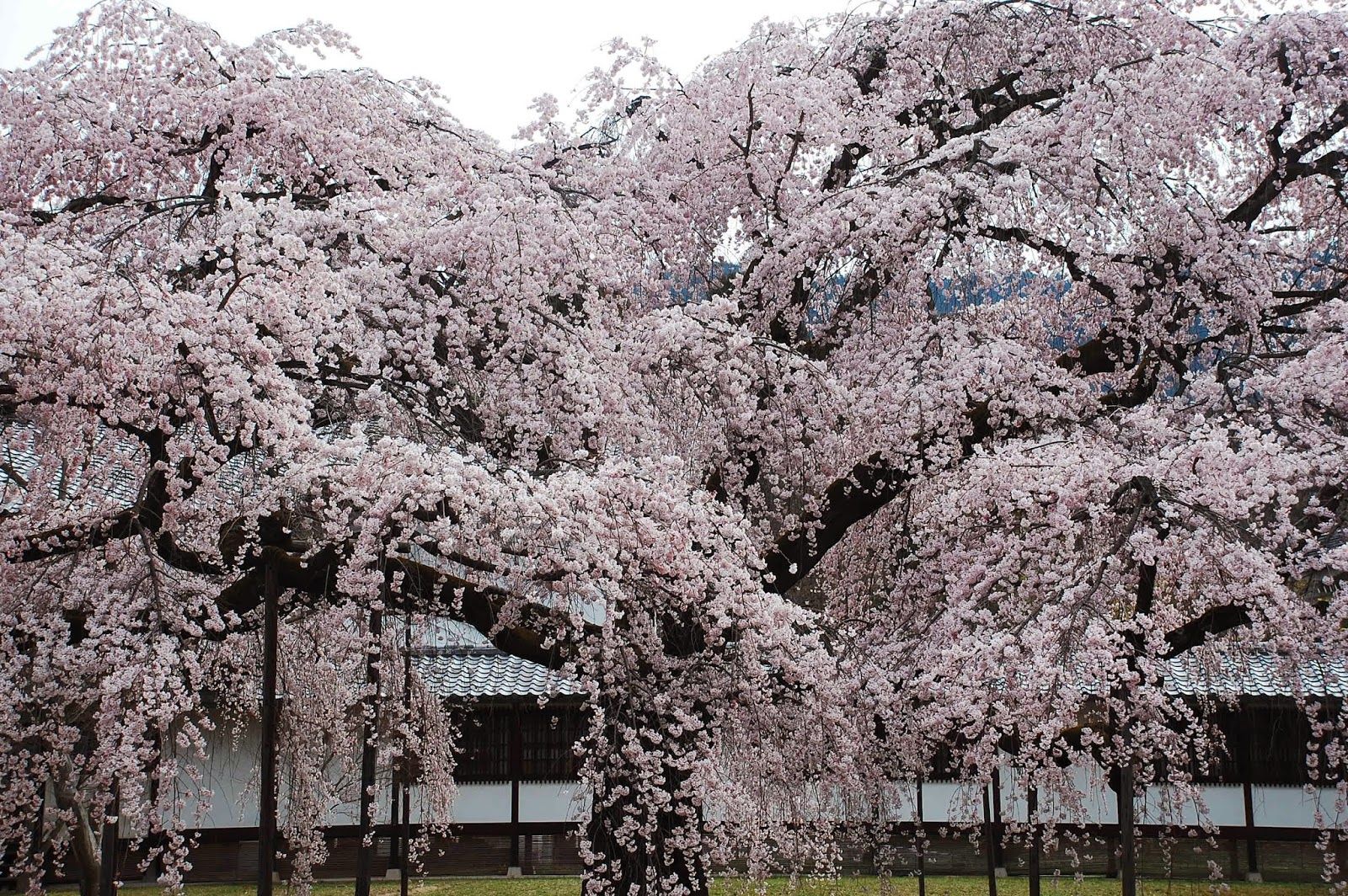 1600x1064 Robert Ketchell's blog: Aesthetics and the Japanese Garden