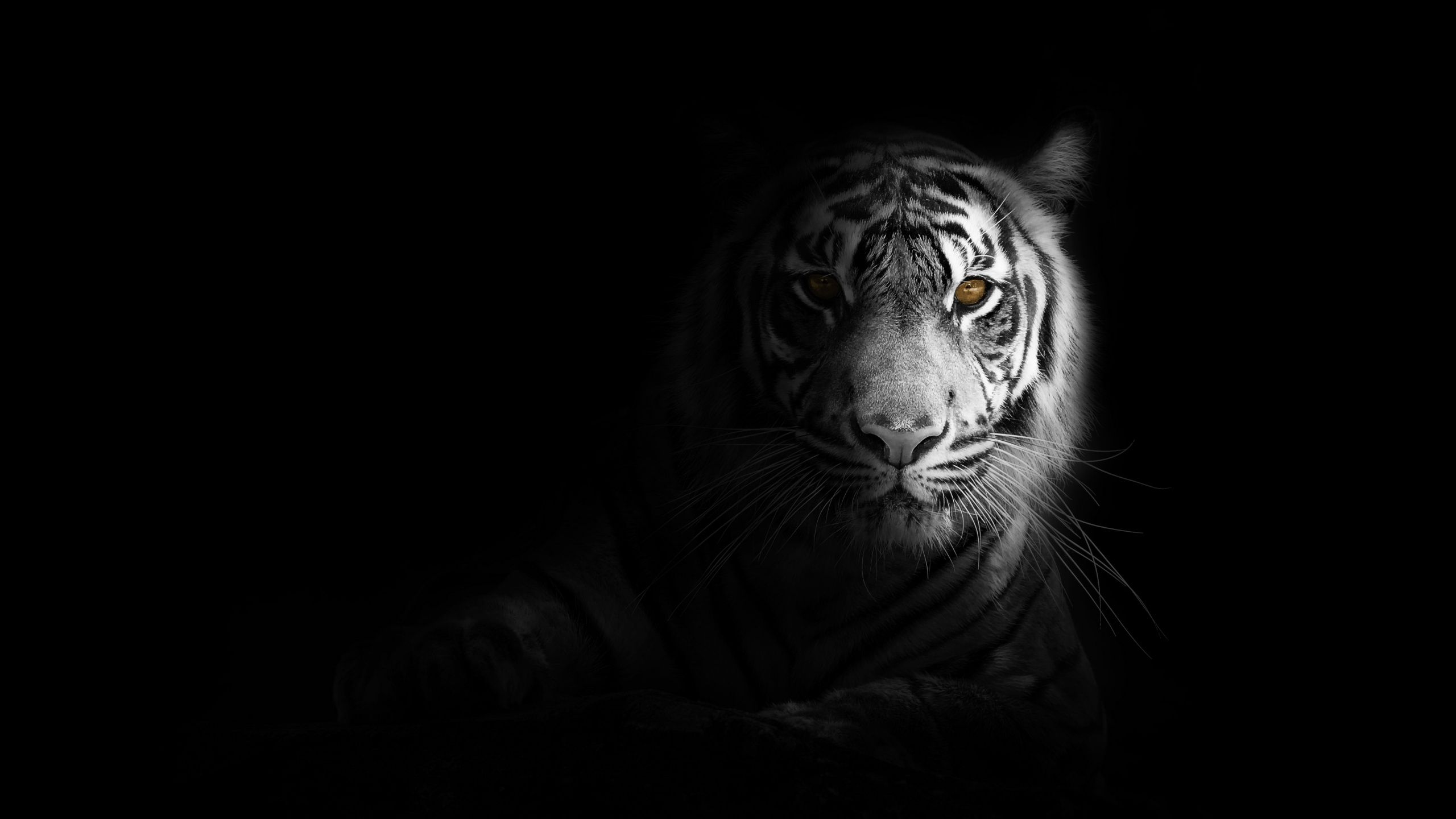 2560x1440 White tiger Wallpaper 4K, Dark aesthetic, Bengal Tiger