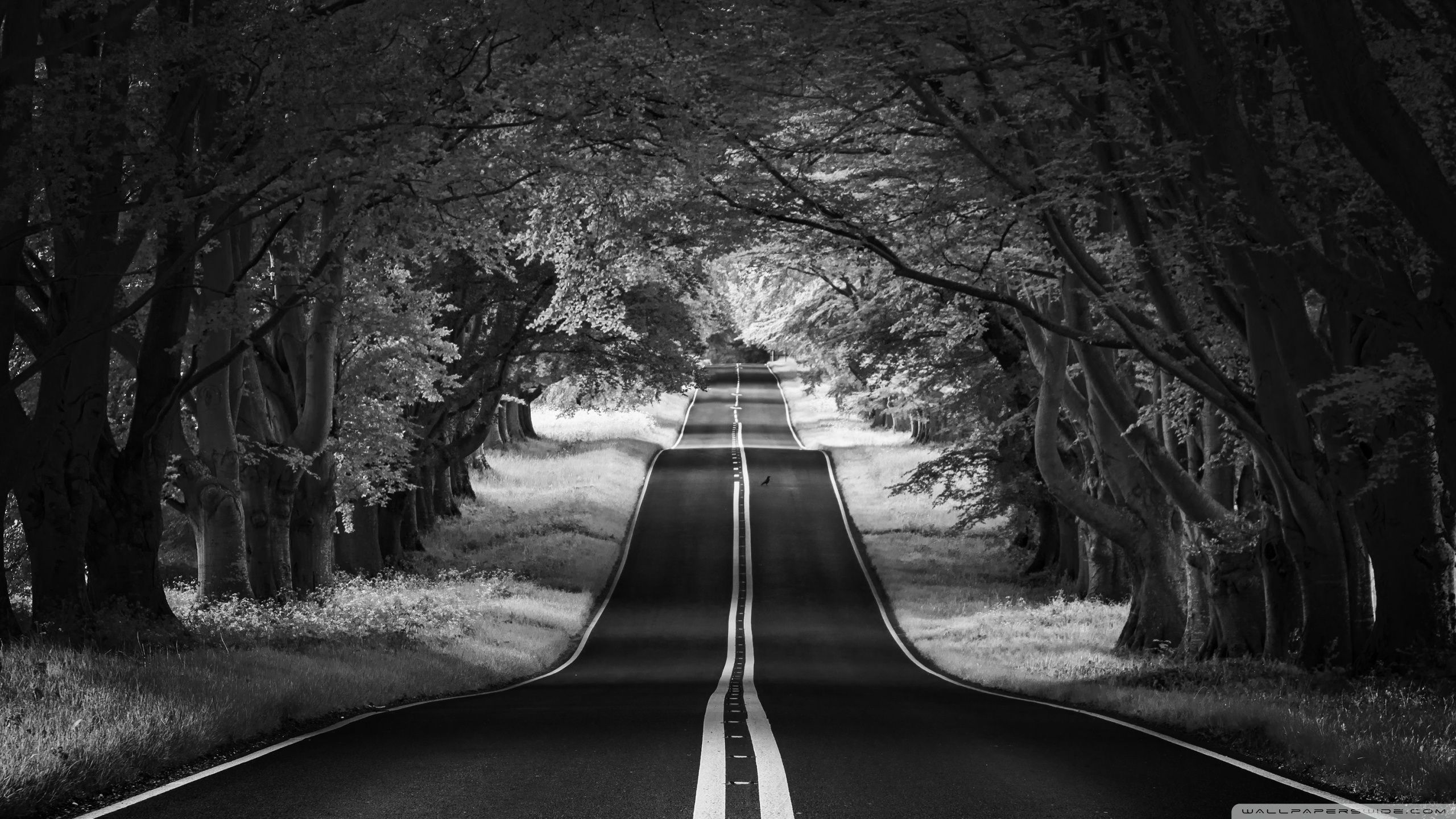 2560x1440 Road Landscape, Aesthetic, Black and White 4K UHD Wallpaper for UltraHD Desktop and TV : Widescreen and UltraWide Display : Smartphone and Tablet Devices