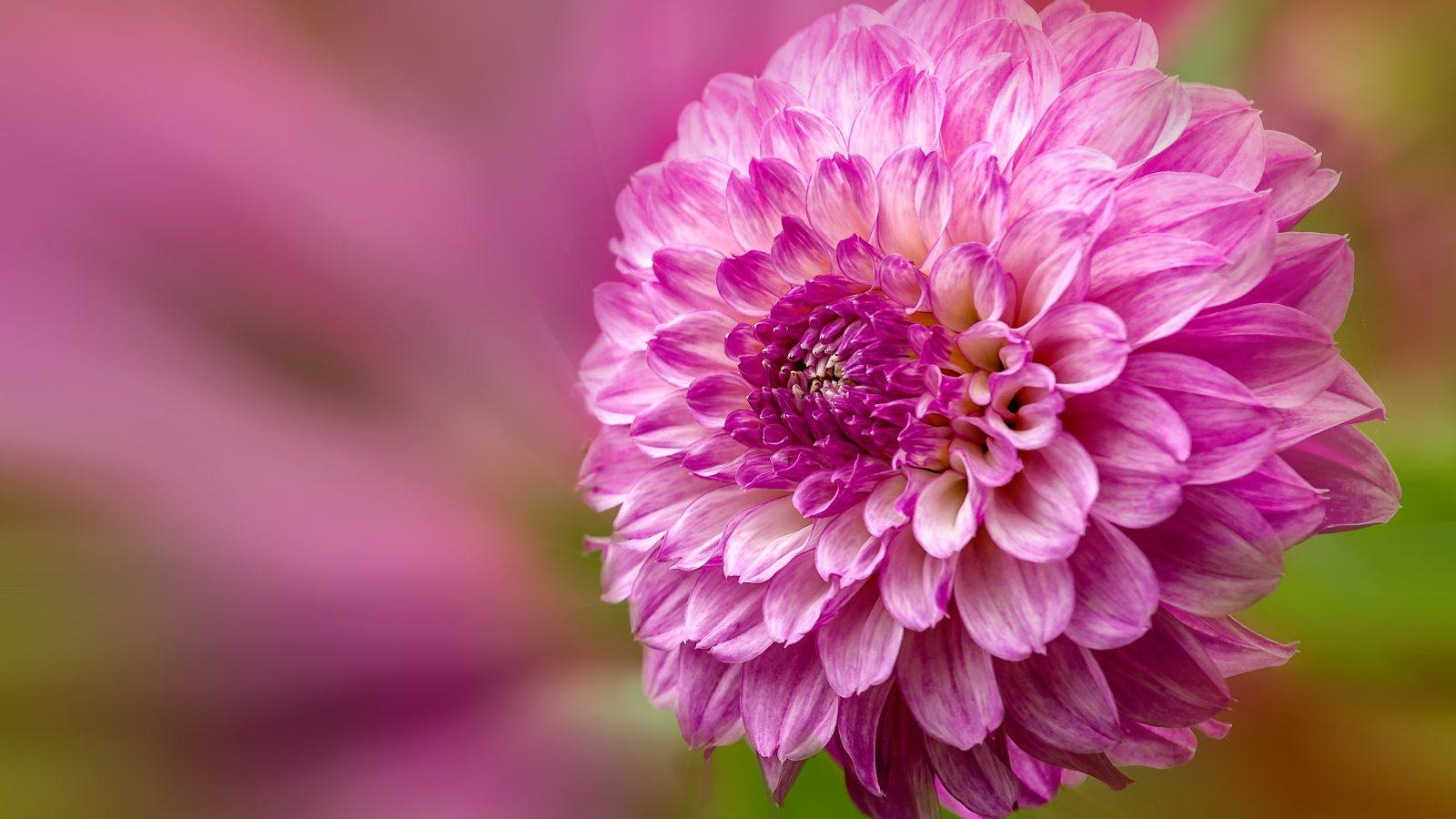 1600x900 Beautiful Single Flower Wallpaper HD Download