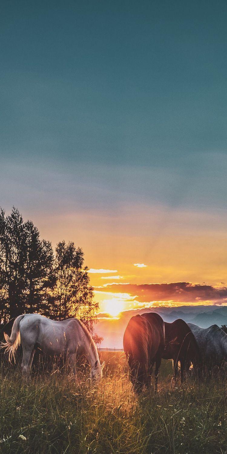 750x1500 iPhone wallpaper. Horse background, Horse wallpaper, Horse picture
