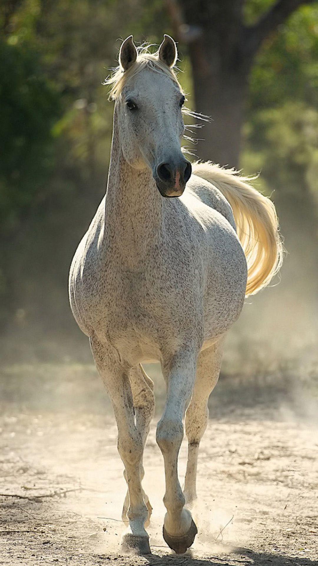 1080x1920 Horse Wallpaper iPhone 7 Plus Wallpaper & Background Download