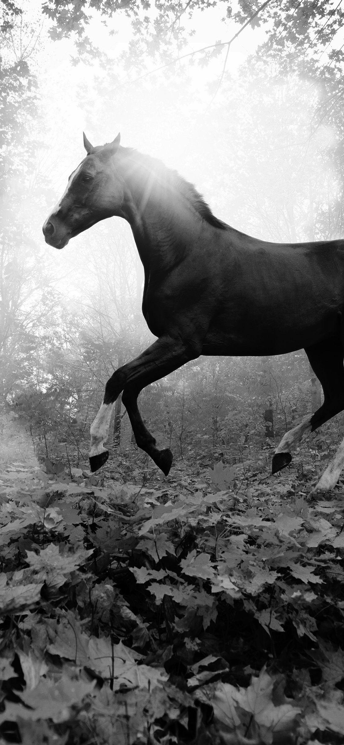 1125x2436 iPhone X wallpaper. horse art animal fall leaf mountain flare dark bw