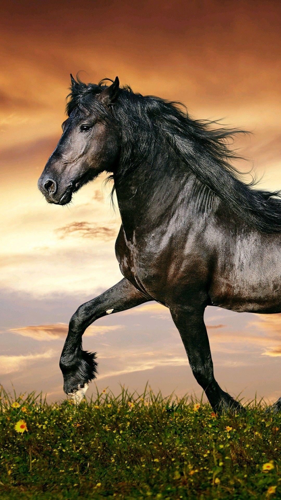 1080x1920 Beautiful horse. Horses, Horse wallpaper, Beautiful horses