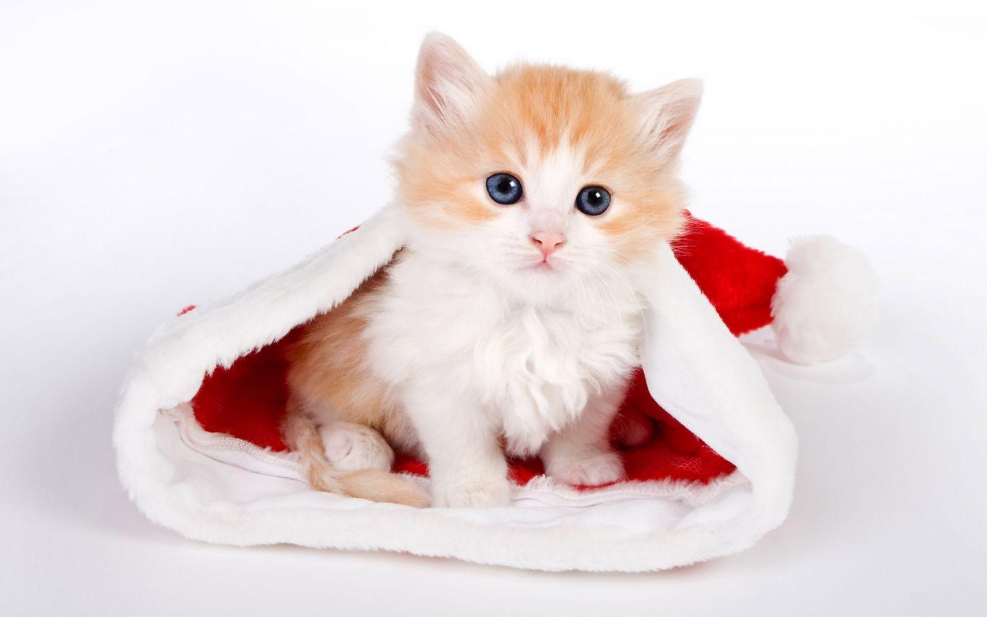 1440x900 Free download cute cat wallpaper cute cat desktop wallpaper cat desktop [1920x1200] for your Desktop, Mobile & Tablet. Explore Cute Background Picture. Cute Wallpaper for Laptops, Cute Wallpaper for Girls