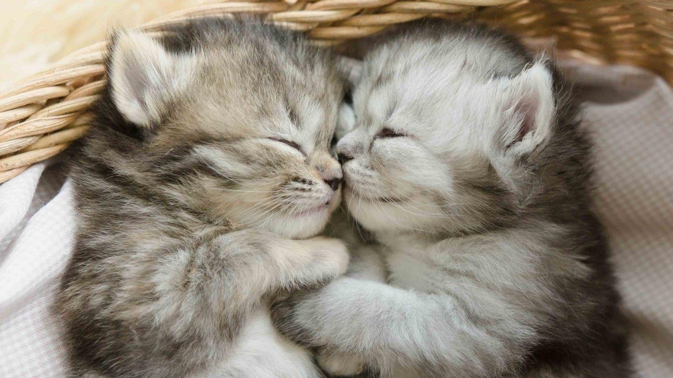 1366x768 Wallpaper For Laptop Cute Cat