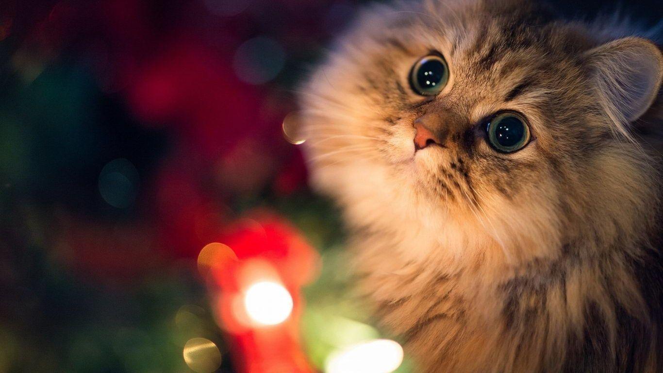 1366x768 Cute Wallpaper For Laptop