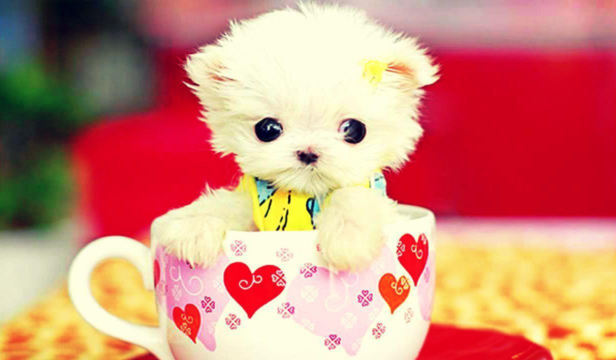 1232x720 Cute wallpaper for laptop