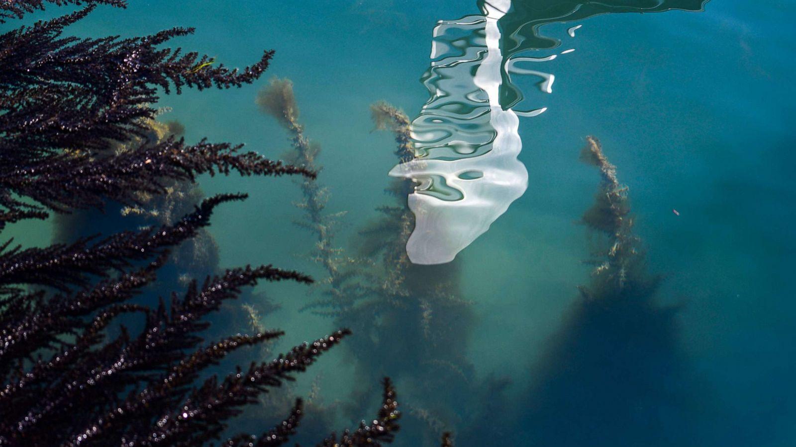 1600x900 Venice canals are clear enough to see fish as coronavirus halts tourism in the city
