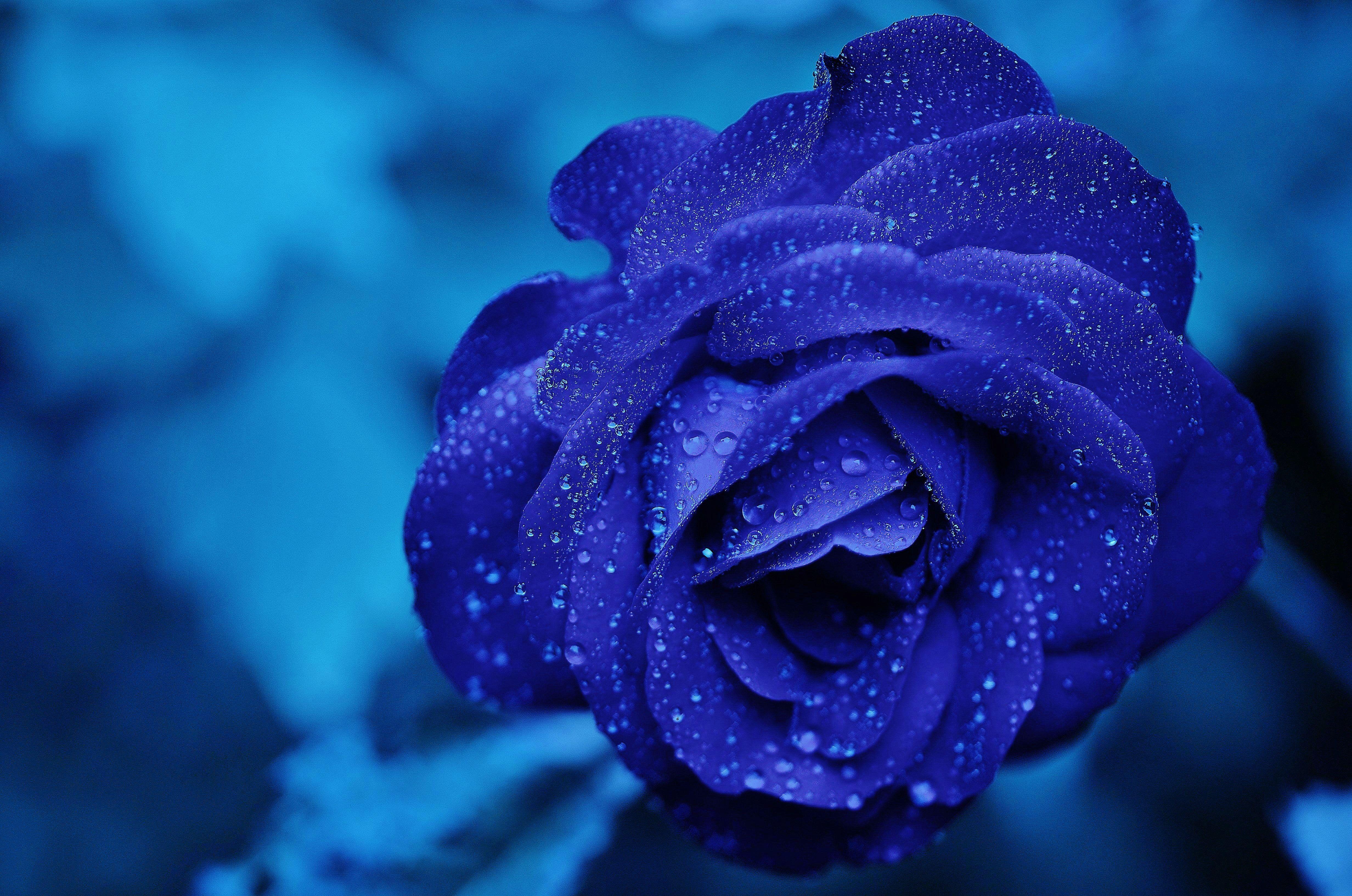 4928x3264 Blue Rose · Free