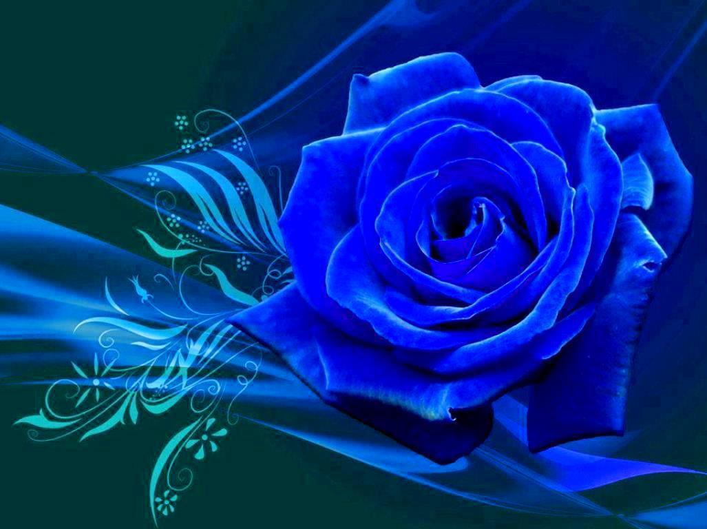 Blue Rose HD Wallpapers - Top Free Blue Rose HD Backgrounds -  WallpaperAccess