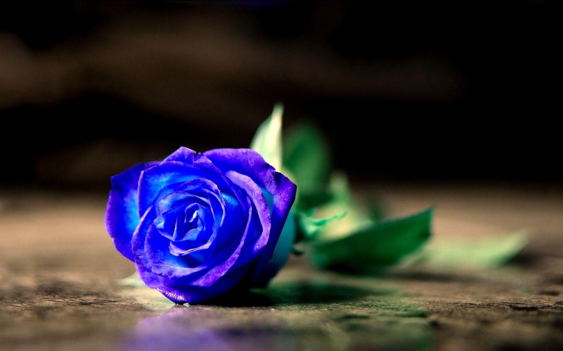 1920x1200 Blue Rose HD