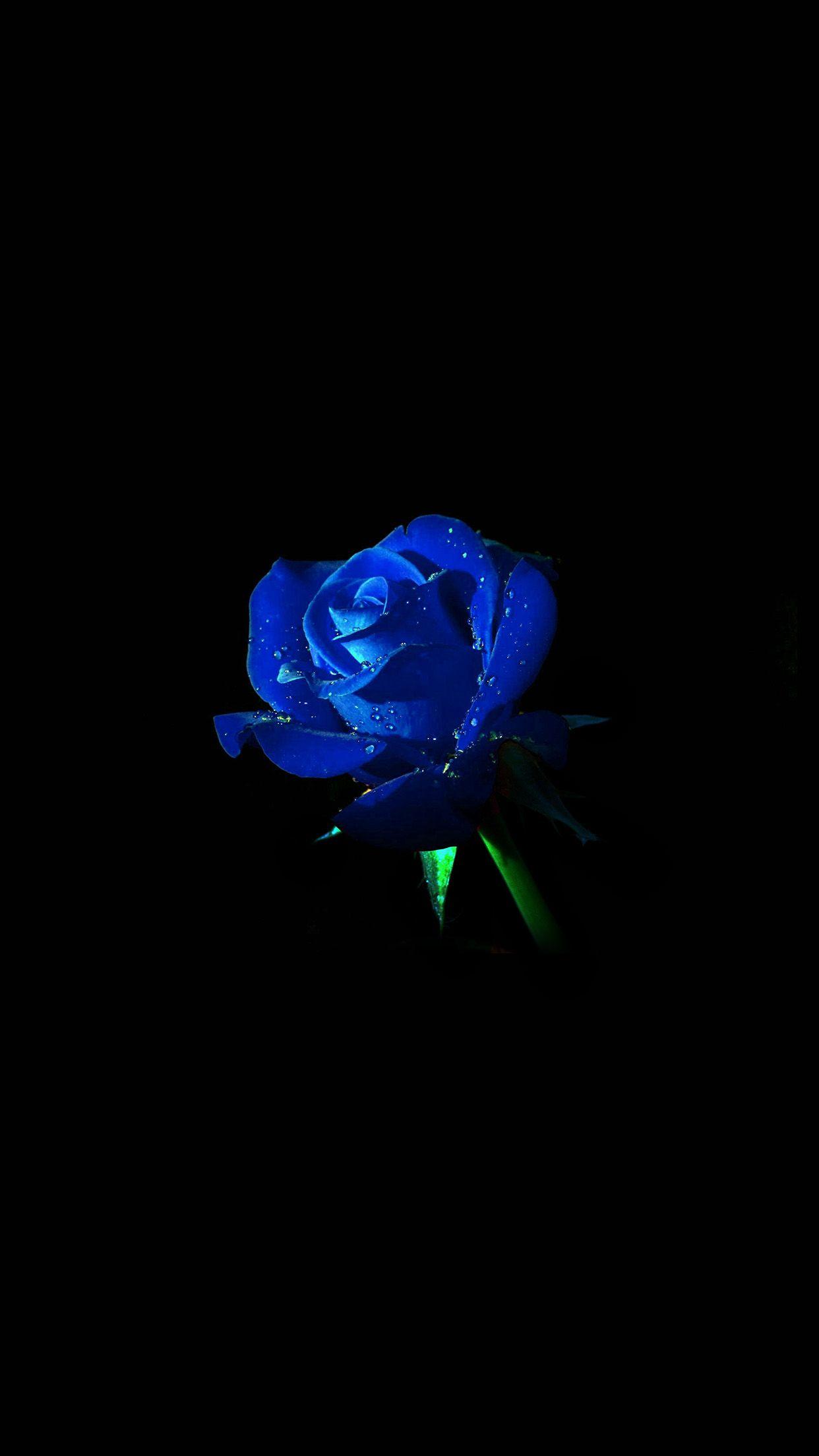 1242x2208 Blue Rose Dark Flower Nature Wallpaper