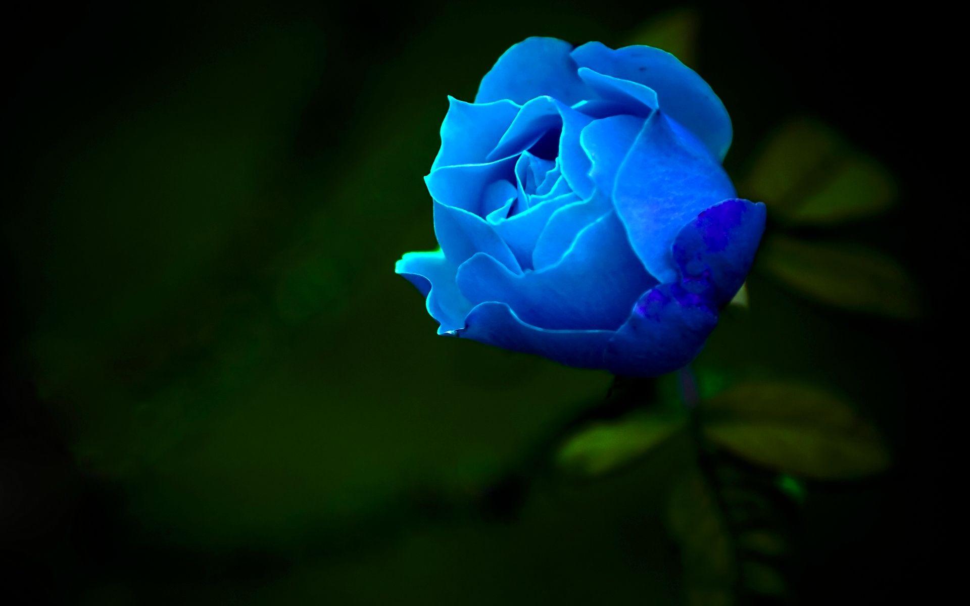 1920x1200 Blue Rose wallpaper, Video Game, HQ Blue Rose pictureK Wallpaper 2019