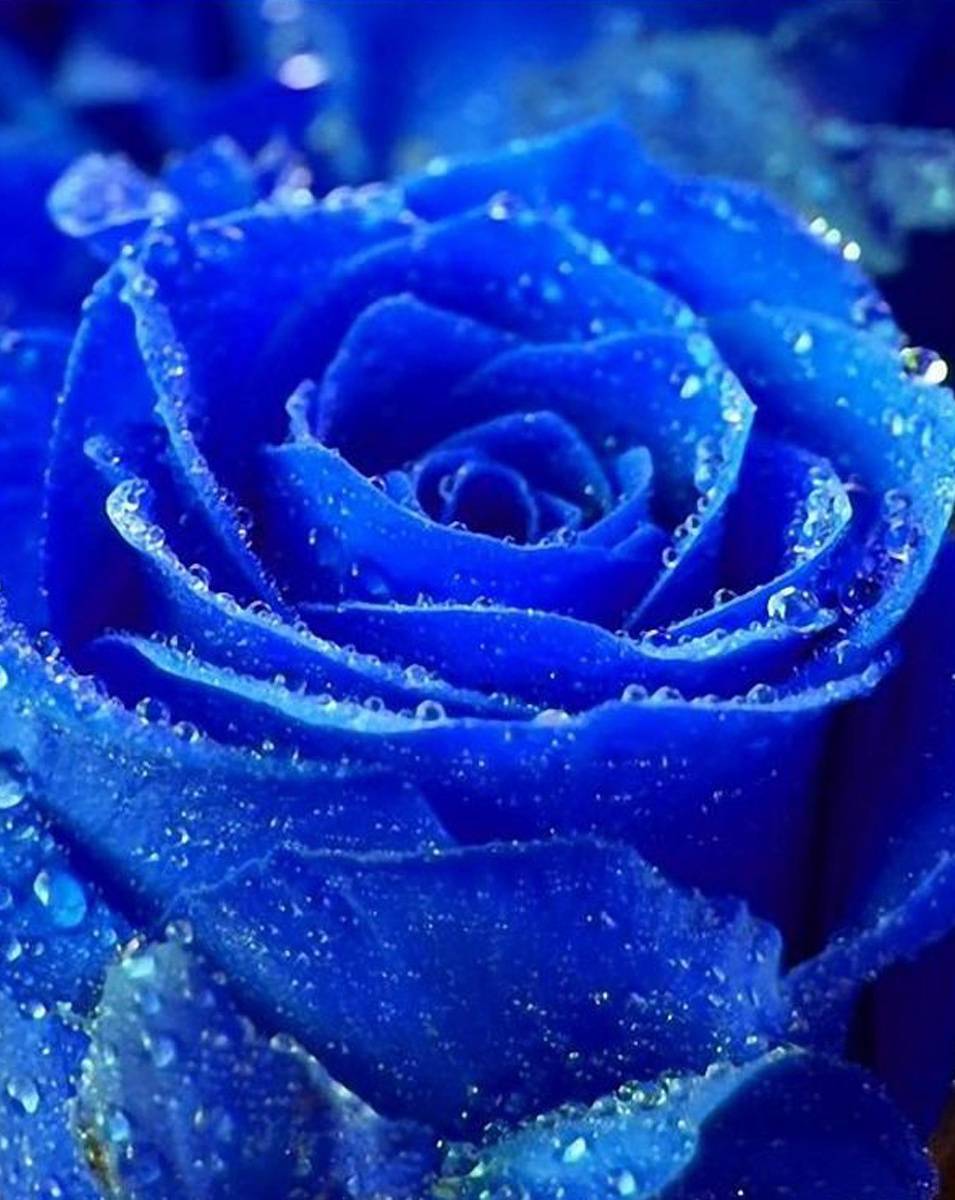 955x1200 Blue Rose HD wallpaper