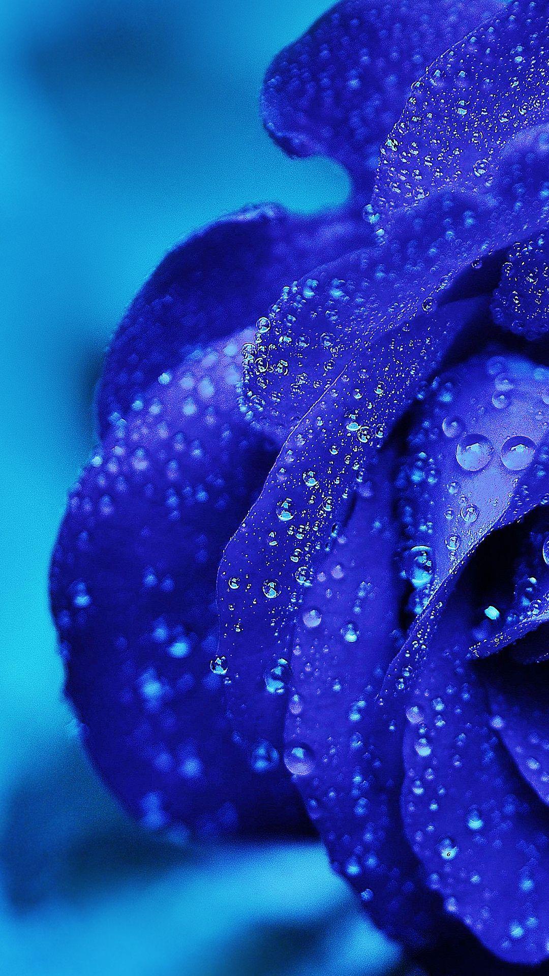 Blue Rose HD Wallpapers Top Free Blue Rose HD Backgrounds