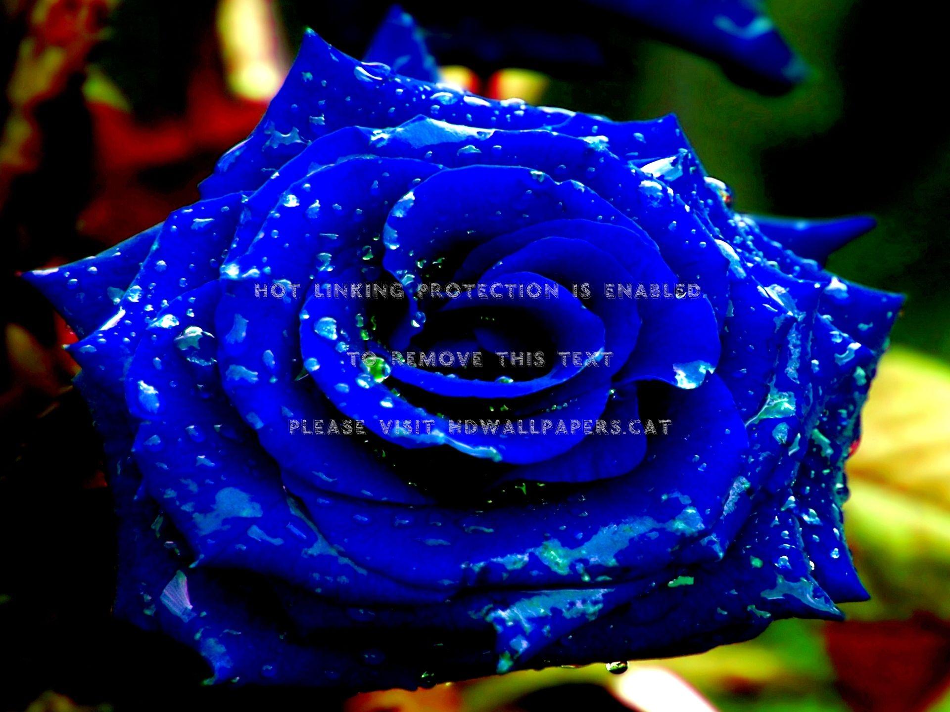 1920x1440 blue rose water drops flower close up