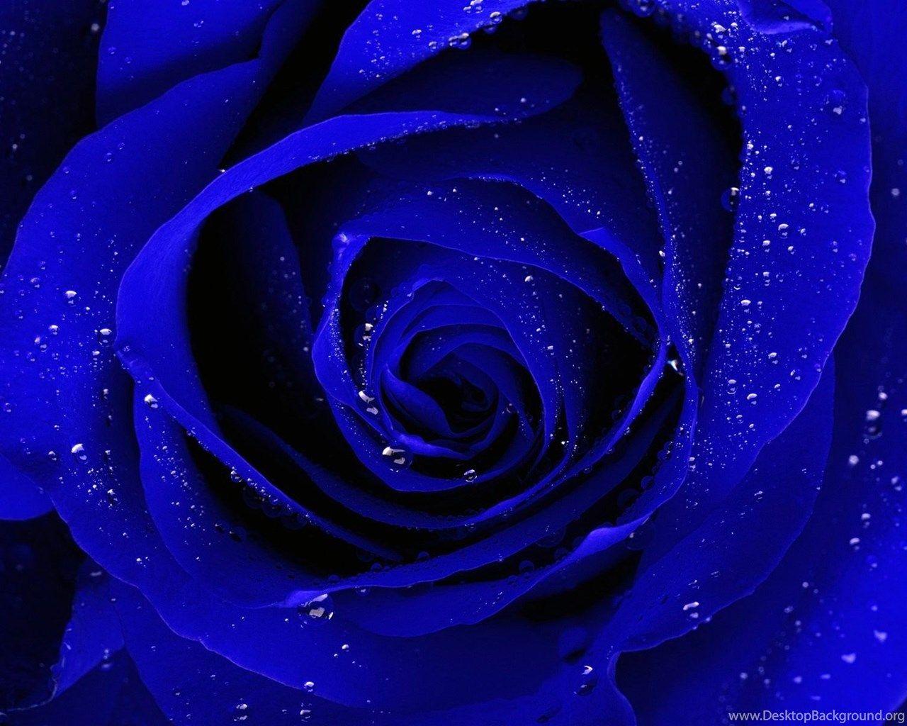 Blue Rose HD Wallpapers - Top Free Blue Rose HD Backgrounds ...