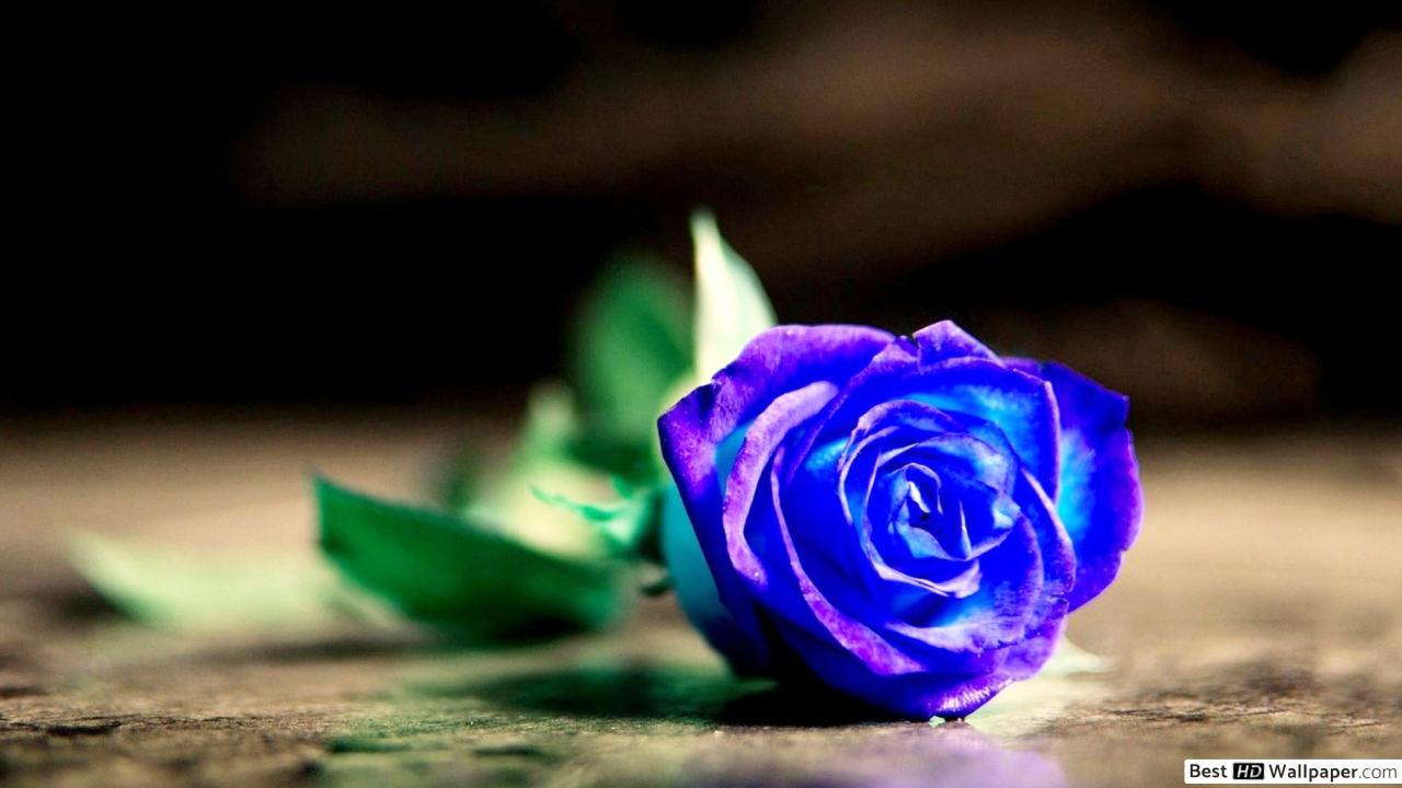 Blue Rose HD Wallpapers - Top Free Blue Rose HD Backgrounds ...
