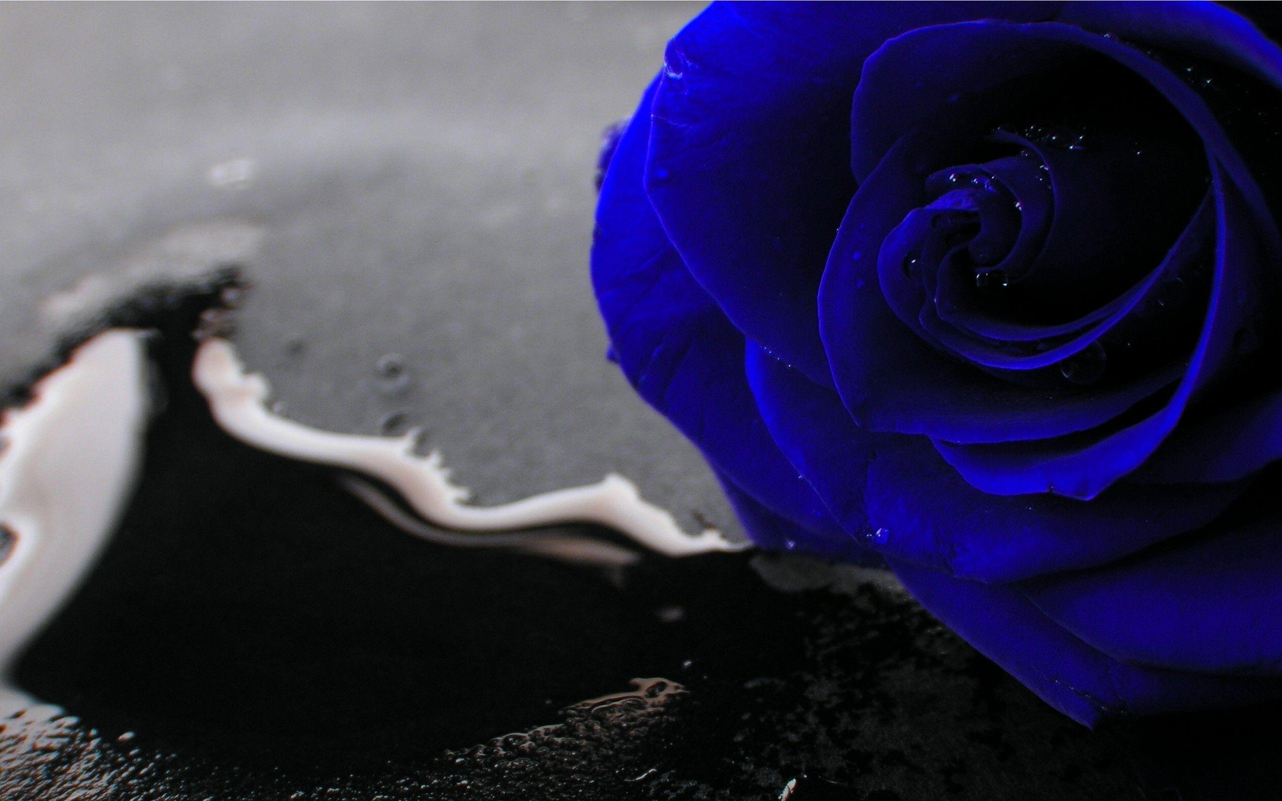Blue Roses Laptop Wallpapers - Top Free Blue Roses Laptop Backgrounds ...