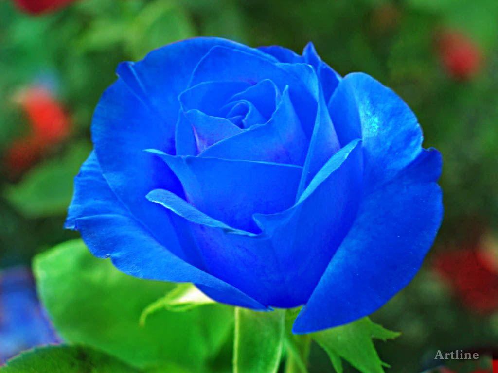 Blue Rose HD Wallpapers Top Free Blue Rose HD Backgrounds