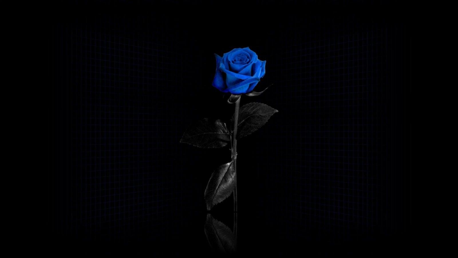 1600x900 Blue Rose HD wallpaper, Background