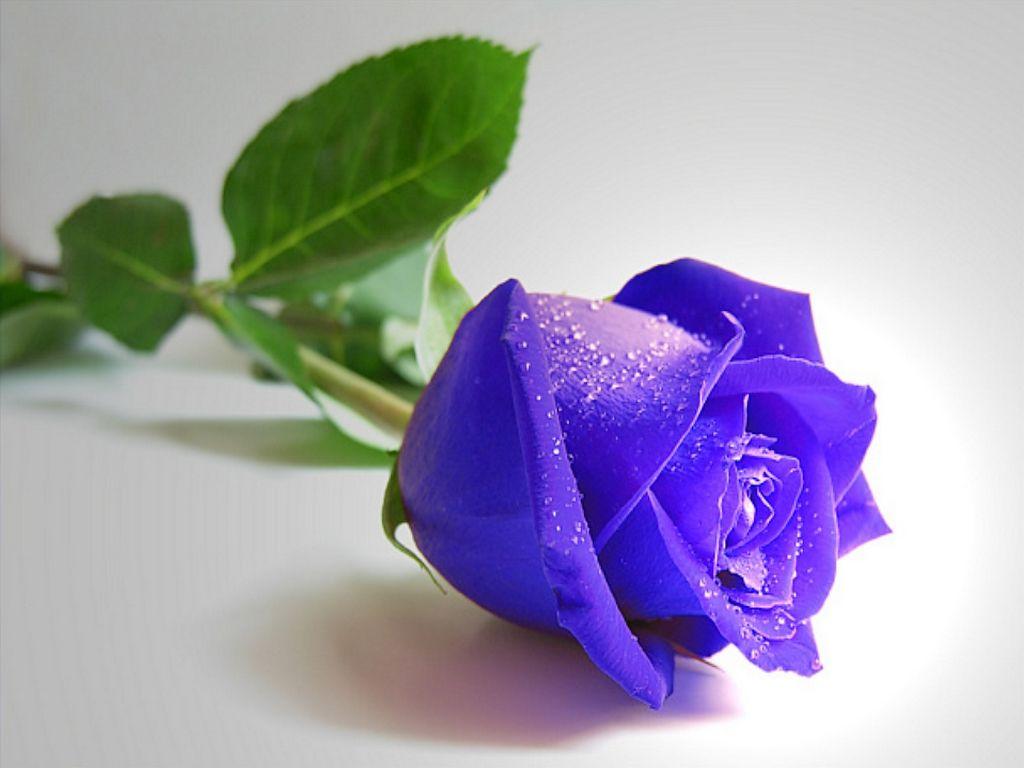 1024x768 Blue Roses Wallpaper