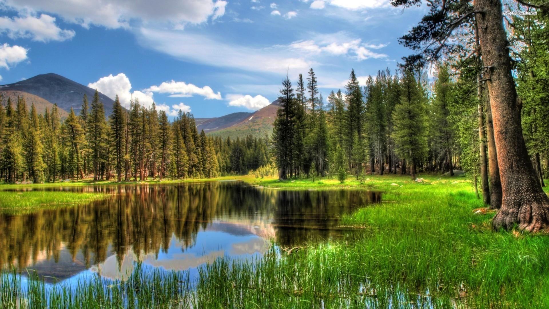 1920x1080 beautiful forest pond. Beautiful forest, Forest path, Pond