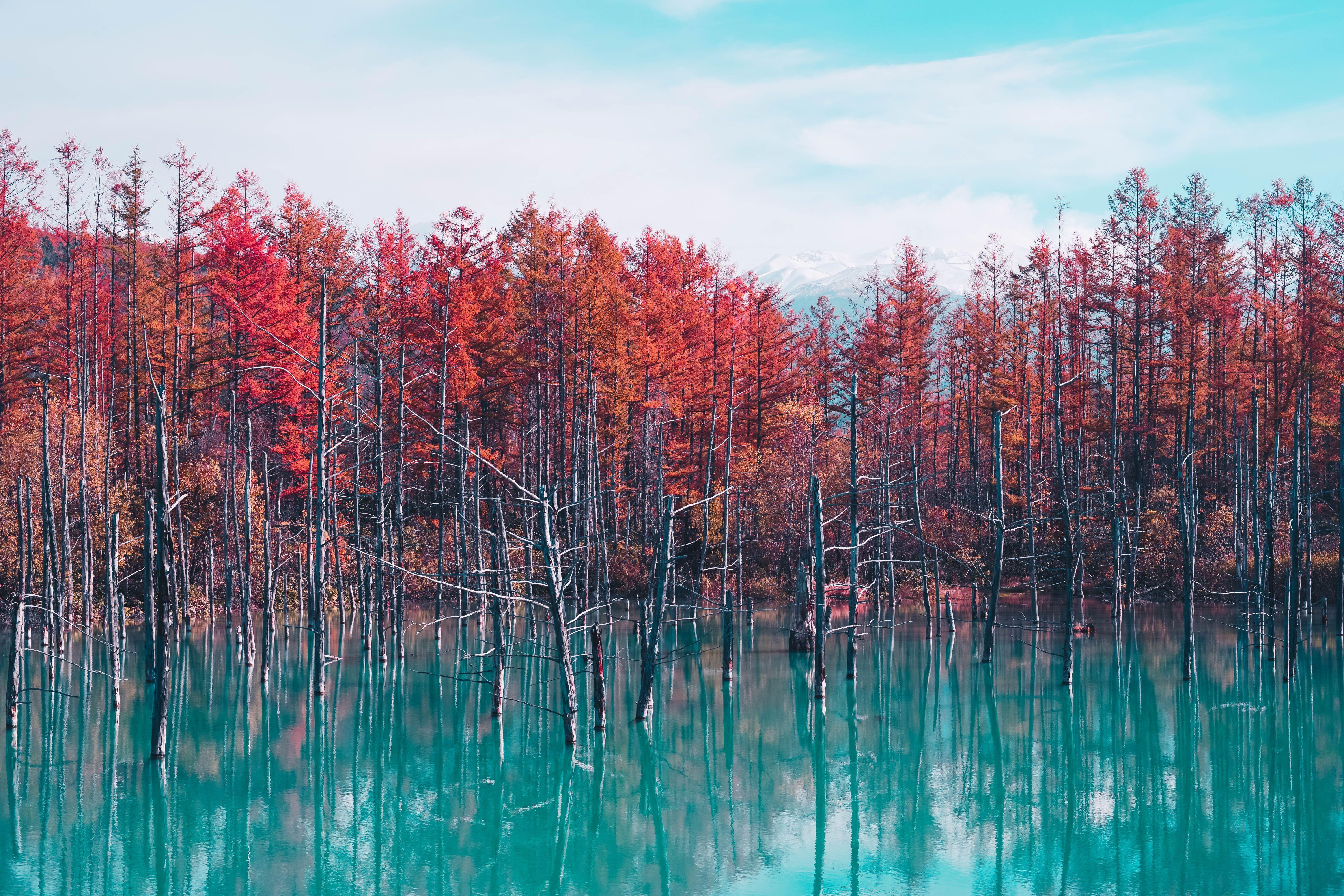 6000x4000 Nature Landscape Trees Forest Fall Water Pond Sky Clouds 4k, HD Nature, 4k Wallpaper, Image, Background, Photo and Picture