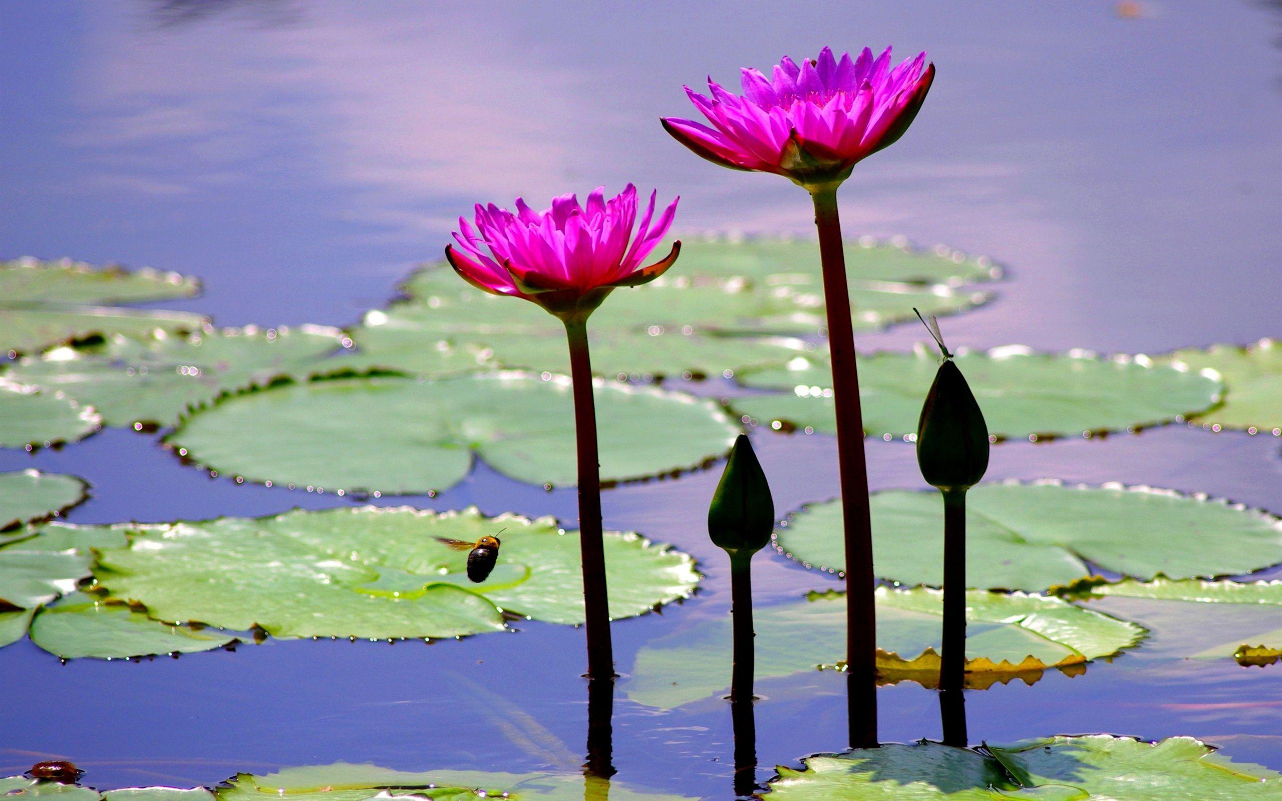 2560x1600 Pond Wallpaper
