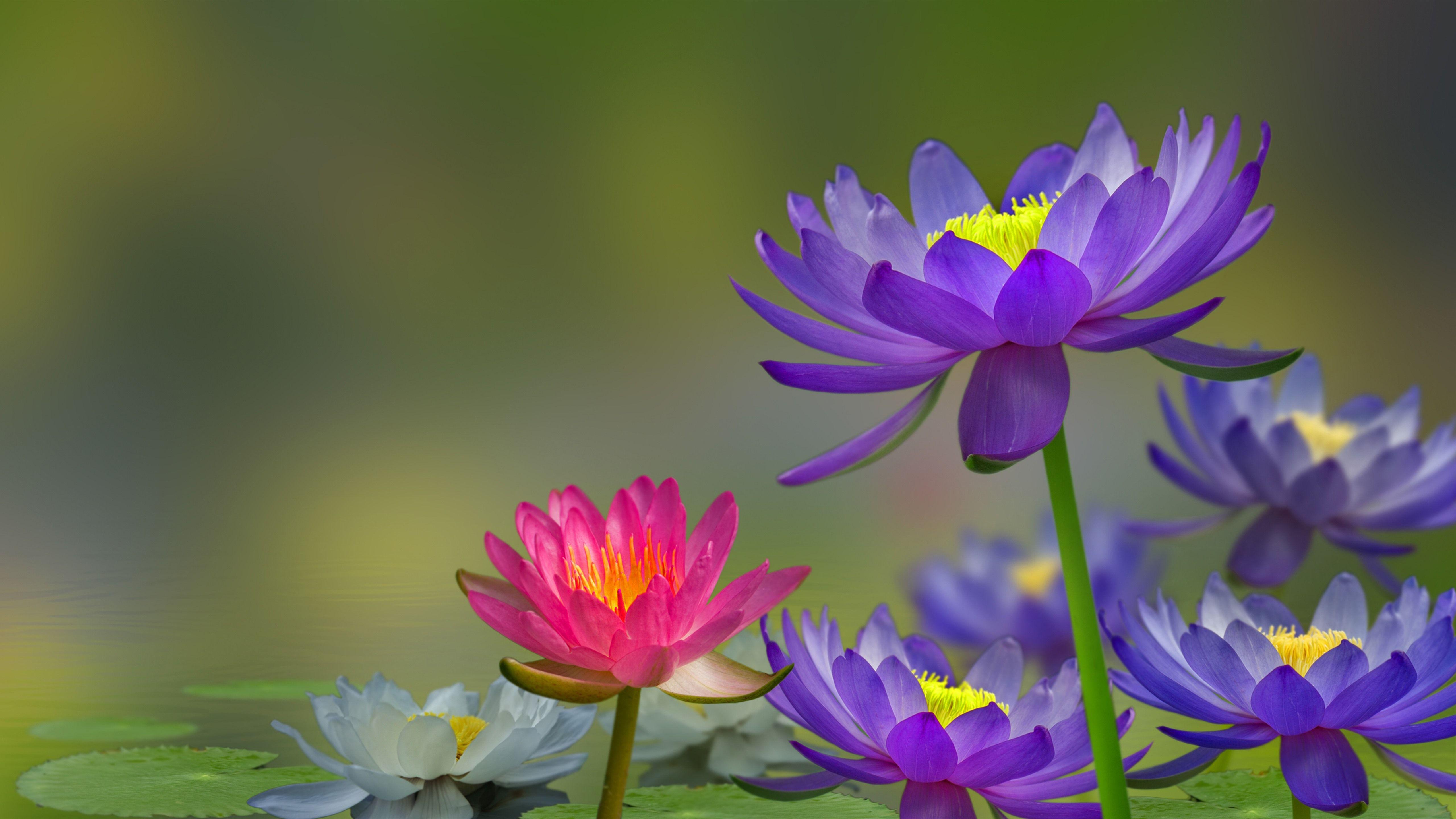 5120x2880 Wallpaper Purple and pink water lily, pond, water, birds 5120x2880 UHD 5K Picture, Image