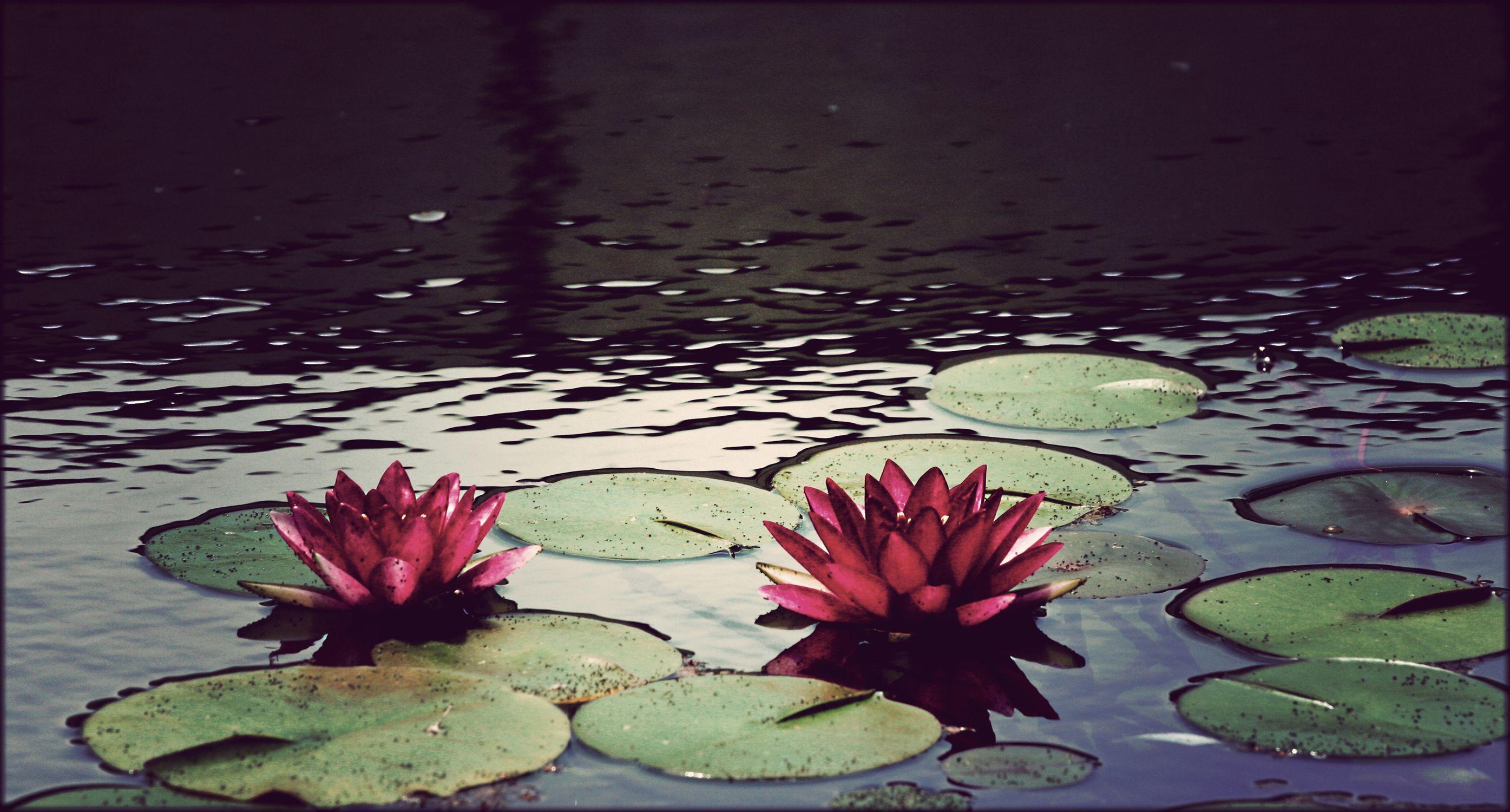 2790x1500 water, flowers, ponds, plants, lily pads wallpaper