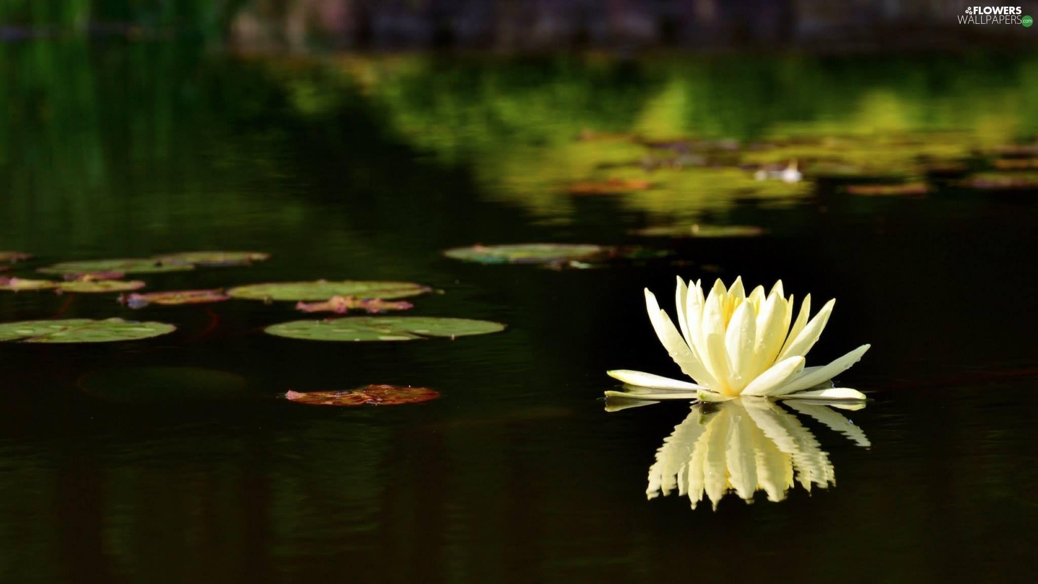 2048x1152 water, Pond, Lily wallpaper: 2048x1152