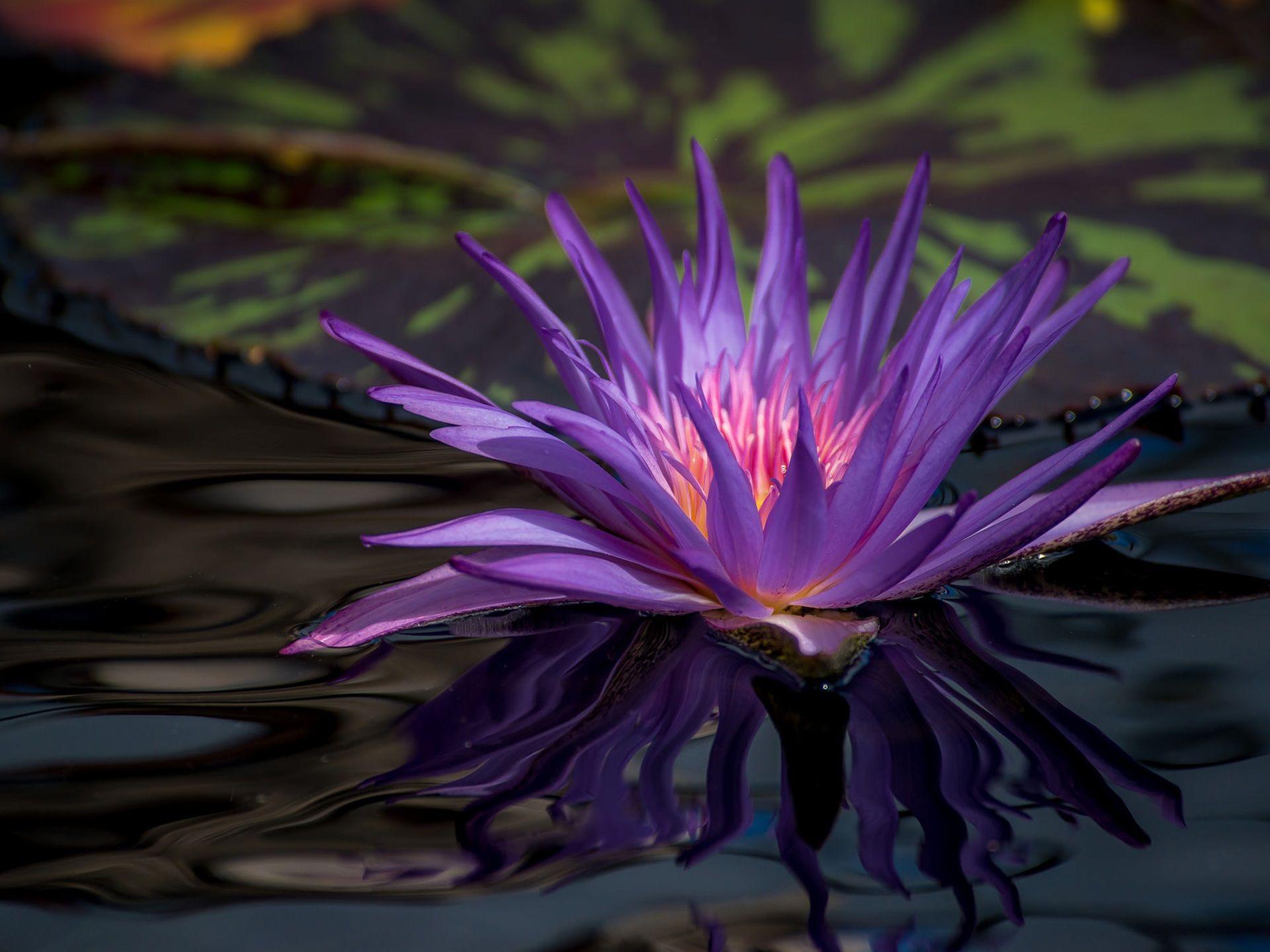 1920x1440 Wallpaper Purple water lily, flower in pond 1920x1440 HD Picture, Image